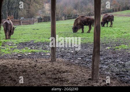 Drei Erwachsene Weisheiten grasen auf den Wiesen des Naturparks. Stockfoto