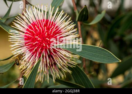 Einzelne Hakea Laurina Blume mit Biene, Western Australia Stockfoto