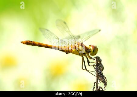 Gemeiner Darter auf einer Pflanze in einer natürlichen Umgebung. Nahaufnahme von Insekten. Die Fliege. Sympetrum vulgatum. Stockfoto