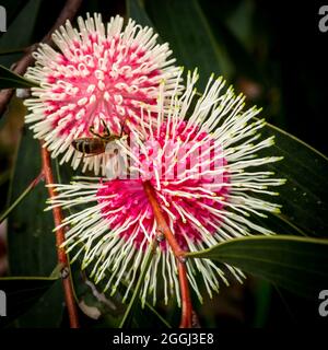 Zwei Hakea Laurina Blüten mit Biene, endemisch in Westaustralien Stockfoto