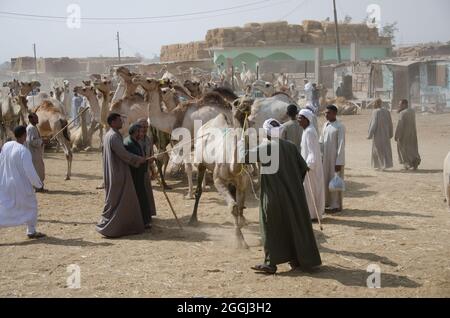 Kamelmarkt in der Nähe von Kairo, Ägypten Stockfoto