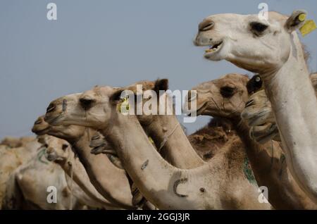 Kamelmarkt in der Nähe von Kairo, Ägypten Stockfoto