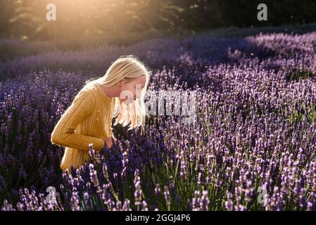 Blonde Mädchen Blick auf Bienen in Lavendel Feld Stockfoto