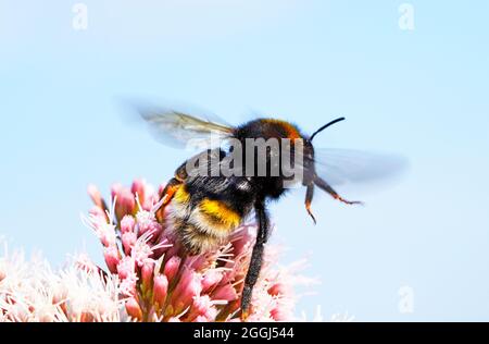 Hummel sammelt Nektar auf einer Blume. Nahaufnahme des Insekts im Flug. Stockfoto