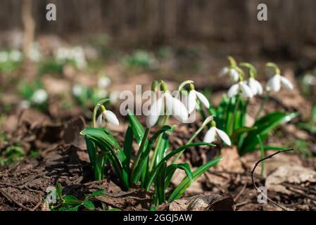 Zarte Schneeglöckchen im Wald Stockfoto