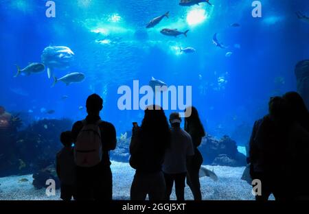 Silhouetten einer Gruppe von Menschen im Ozeanarium, die Fische betrachten Stockfoto