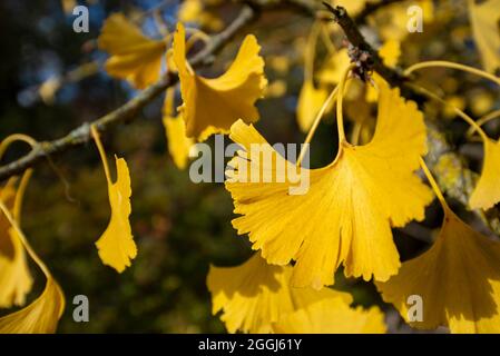 Nahaufnahme eines gelben Gingko biloba Blattes auf einem Baum im Herbst Stockfoto