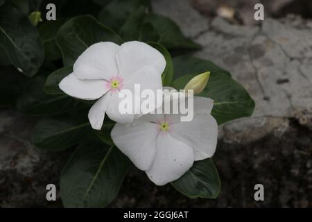 Zwei hellweiße Blüten mit Blättern Stockfoto