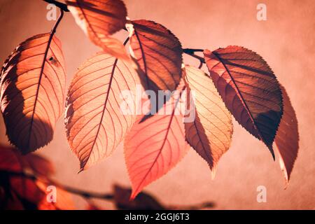 Hinterleuchtete rote Herbstblätter auf einem Ast, rosa Hintergrund Stockfoto