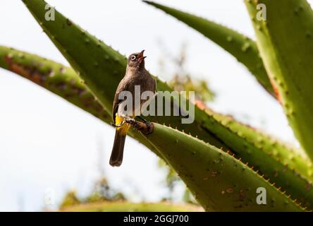 Cape bulbul auf Aloe in Südafrika - Pycnonotus capensis Stockfoto