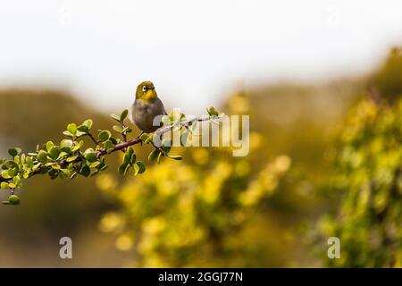 Cape White Eye - Zosterops pallidus Stockfoto