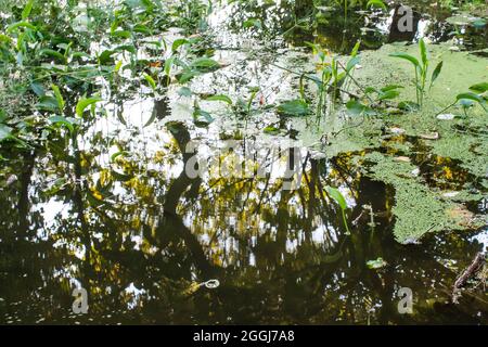 Grüne Vegetation auf reflektierendem Wasser, in einem öffentlichen Park aus Bukarest, Rumänien. Stockfoto