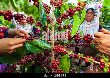 Chiang Rai, Thailand - 4. JANUAR 2013: Eine Gruppe von Lahu-Stammesfrauen in traditioneller Kleidung pflücken Kaffeebeeren auf einer Pflanze. Pang Khon. Stockfoto