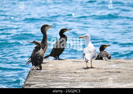 Schwarze Kormorane und große Elfenbeinmöwen sitzen auf einem Zementbrecher. Vögel in freier Wildbahn. Stockfoto