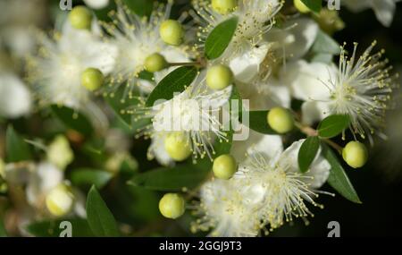 Flora von Gran Canaria - blühende Myrtus communis, gewöhnliche Myrte, eingeführte Arten, natürlicher makrofloraler Hintergrund Stockfoto