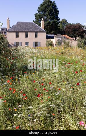 Wildflowers UK; Wildblumen wachsen vor dem Botanic Cottage, Royal Botanic Garden Edinburgh, Schottland UK Stockfoto