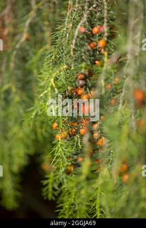 Flora von Gran Canaria - Juniperus cedrus, der Kanarische Wacholder, endemisch in Makaronesien, natürlicher floraler Hintergrund Stockfoto