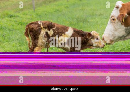 Neugeborenes Kalb auf der Weide, ökologischer Landbau, Muttertierhaltung Stockfoto