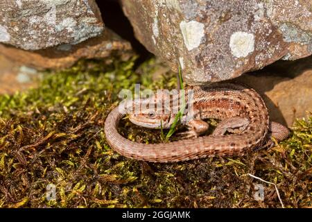 Gemeinsame/Viviparous Eidechse (Lacerta Vivipara), sonnen sich auf bemoosten Trockenmauer, Northumberland, UK Stockfoto