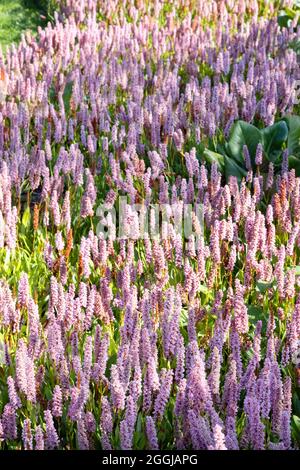 Himalayan Bistort, Fleeceblume oder Knotweed, Bistorta affinis, aka Persicaria affinis, purpurrote Blüten, die in Schottland in einem Garten blühen, Großbritannien Stockfoto