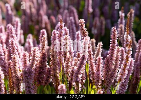 Himalayan Bistort, Fleeceblume oder Knotweed, Bistorta affinis, aka Persicaria affinis, purpurrote Blüten, die in Schottland in einem Garten blühen, Großbritannien Stockfoto