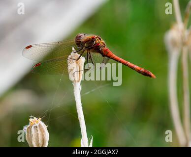 Eine große orange-braune Libelle, die auf einem Blütenstiel aus der Nähe ruht Stockfoto