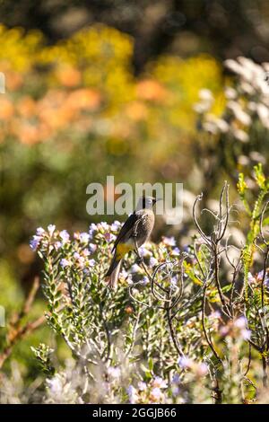 Kap bulbul in Südafrika - Pycnonotus capensis Stockfoto