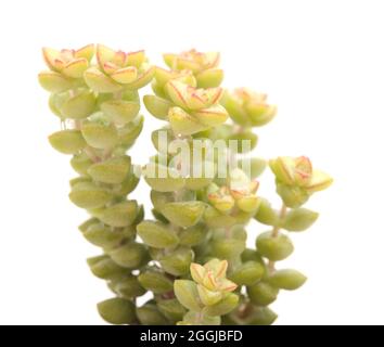 Kleine Sukulente Crassula marnierana, geläufiger Name Jade Halskette, isoliert auf Weiß Stockfoto
