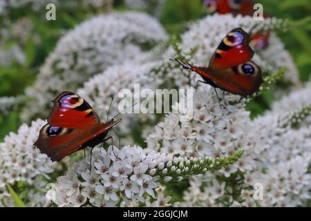 Nahaufnahme von zwei Pfauenschmetterlingen, die auf weißen Blüten einer Loosehaltung sitzen Stockfoto