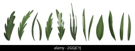 Eine Reihe von Blättern isoliert auf weiß. Ein Set von Kräutern und Blättern für die Komposition. Handgezeichneter Stil, Naturillustration. Stock Vektor