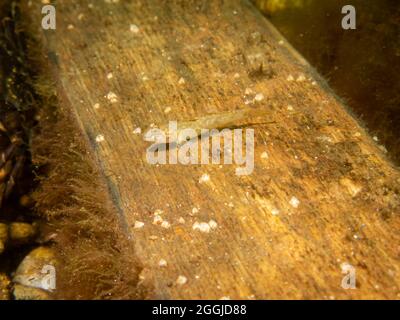 Crystallogobius linearis, der Kristallkater. Bild aus dem Sound, Malmö Schweden Stockfoto