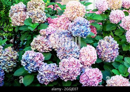 Patter aus grünen Blättern und rosafarbenen Hortensienblüten Stockfoto