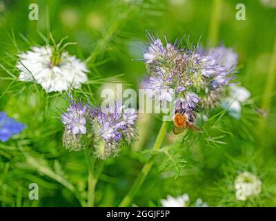Blühende Bienenweide, Phacelia, Nahaufnahme Stockfoto