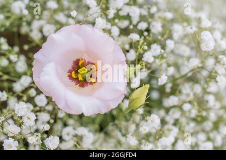 Pink praire Enzianblüte, Italien Stockfoto