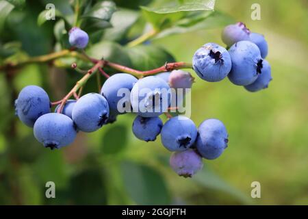 Blaubeeren Reifen auf der Bush. Strauch von Heidelbeeren. Beeren im Garten. In der Nähe von Bush, Blaubeere Vaccinium corymbosum. Stockfoto