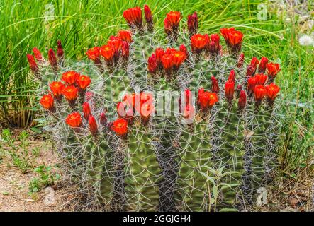 Rote Orange Blumen Claret Cup Cactus Igel Cactus Kingcup Cactus Blooming Echinocereus Triglochidiatus Botanical Park Albuquerque New Mexico Stockfoto