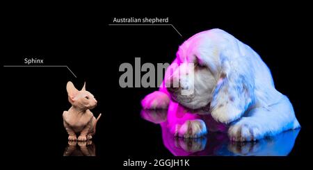 Schöne große reinrassige Hund neben kleinen Sphinx Katze liegen und Blick auf einander isoliert über dunklen Neon-Hintergrund. Set von groß und klein Stockfoto