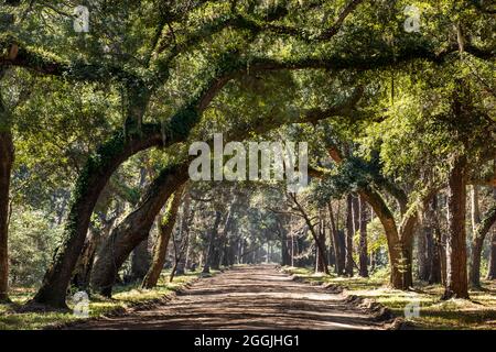 Botany Bay Plantation in Edisto Island, South Carolina. Stockfoto