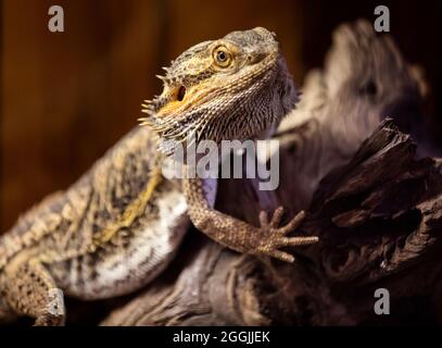 Schlangen und Eidechsen im Serpentarium der Edisto-Insel. Stockfoto