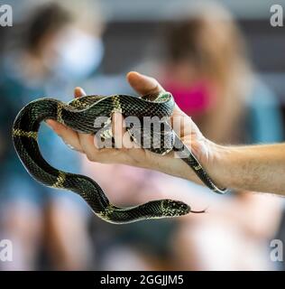 Schlangen und Eidechsen im Serpentarium der Edisto-Insel. Stockfoto