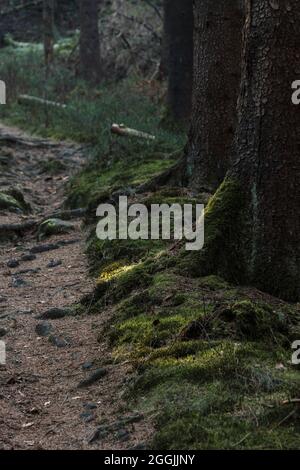 Deutschland, Teutoburger Wald in der Region Münster, Ibbenbüeren, Waldweg, Detail Stockfoto