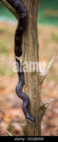 Schlangen und Eidechsen im Serpentarium der Edisto-Insel. Stockfoto