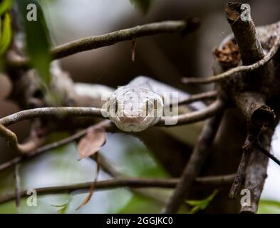 Schlangen und Eidechsen im Serpentarium der Edisto-Insel. Stockfoto