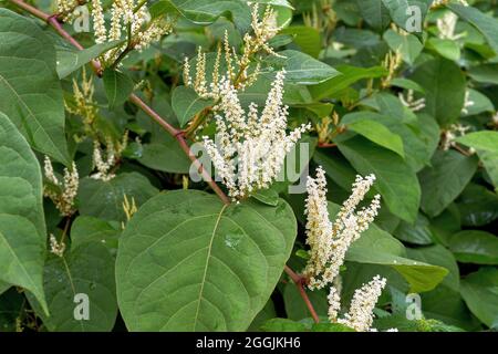 Japanischer Knospengrautkraut, asiatischer Knospengrautkraut (Reynoutria japonica) Stockfoto