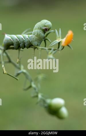 Tomate Hornworm Caterpillar (Manduca sexta) auf Tomatenpflanze im Garten grün Hintergrund copy space Stockfoto