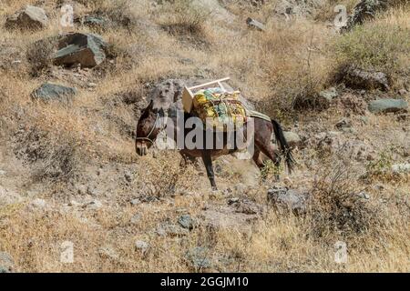 Esel sind das einzige Transportmittel im Colca Canyon, Peru Stockfoto