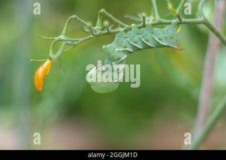 Tomate Hornworm Caterpillar (Manduca sexta) auf Tomatenpflanze im Garten grün Hintergrund copy space Stockfoto