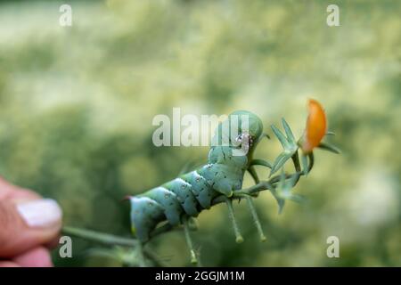 Tomate Hornworm Caterpillar (Manduca sexta) auf Tomatenpflanze im Garten grün Hintergrund copy space Stockfoto