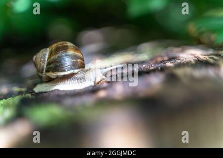 Europa, Deutschland, Baden-Württemberg, Region Schönbuch, Naturpark Schönbuch, Römische Schnecke auf einem Baumstamm Stockfoto