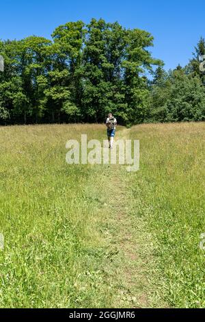 Europa, Deutschland, Baden-Württemberg, Schwäbisch-Fränkischer Wald, Welzheim, Premium-Wanderweg FeenSpuren Römischer Wald, Wanderer auf einer Sommerwiese im Schwäbischen Wald Stockfoto